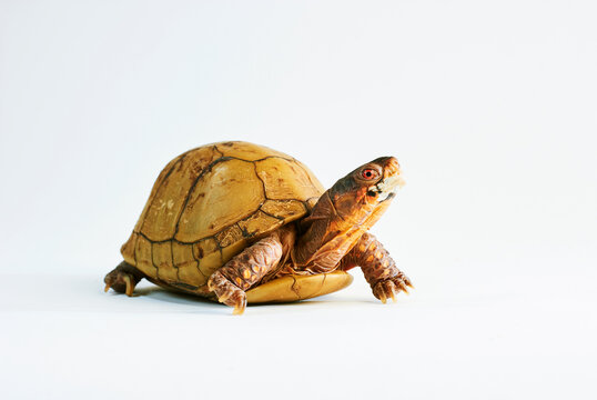 A portrait of a turtle.