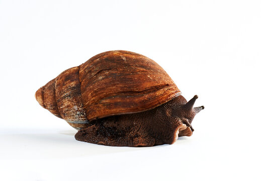 A portrait of a snail.