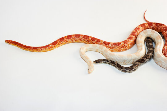 Snakes pose for a portrait.