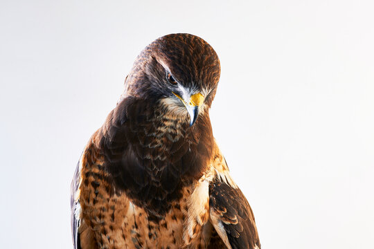 A hawk poses for a portrait.