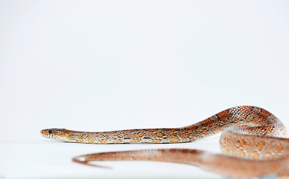 A portrait of a snake.
