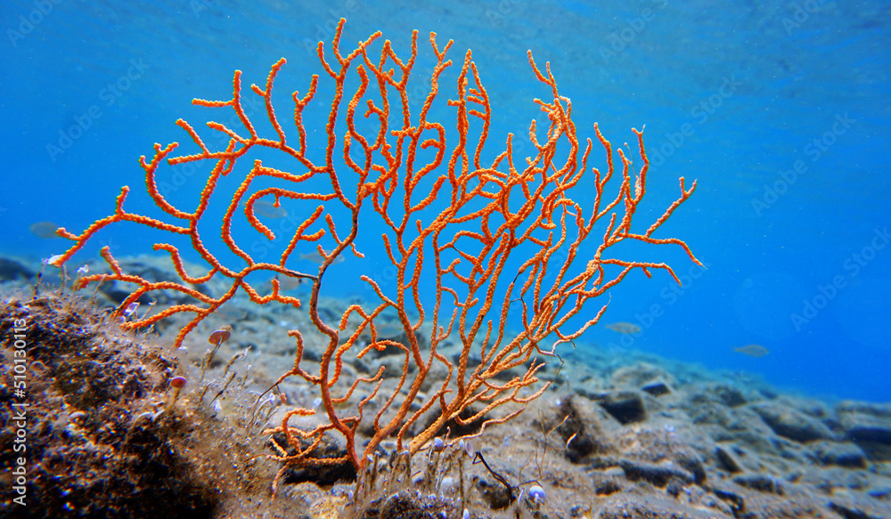 Wall mural Yellow Mediterranean gorgonian coral - Eunicella cavolini                 