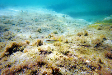 Fototapeta na wymiar Mullus barbatus - Goatfish found in the Mediterranean Sea 