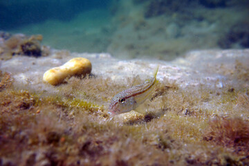 Mullus barbatus - Goatfish found in the Mediterranean Sea      