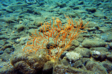 Yellow Mediterranean gorgonian coral - Eunicella cavolini                 