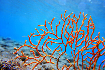 Yellow Mediterranean gorgonian coral - Eunicella cavolini                 