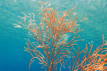 Fototapeta na wymiar Yellow Mediterranean gorgonian coral - Eunicella cavolini 
