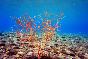Yellow Mediterranean gorgonian coral - Eunicella cavolini                 