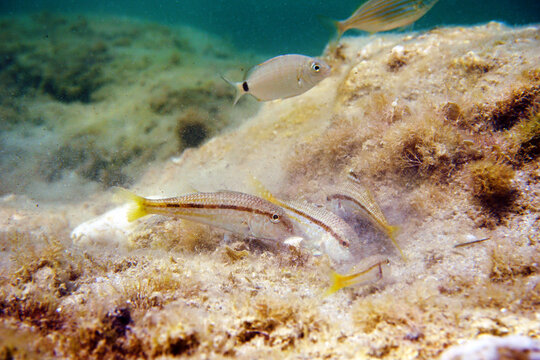 Mullus barbatus - Goatfish found in the Mediterranean Sea      