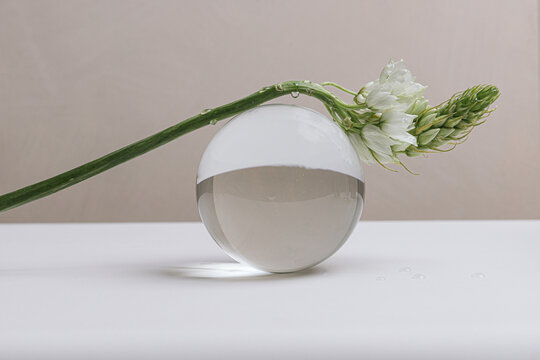 Still life of flower on a glass orb