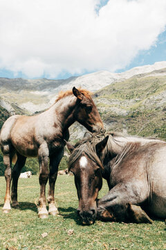Horses Grazing Grass In Countryside
