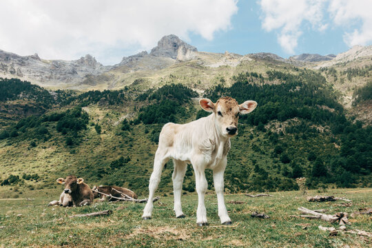 Cows On Catalunya Pyrenees.