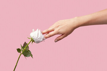 Women's hand touching rose petals