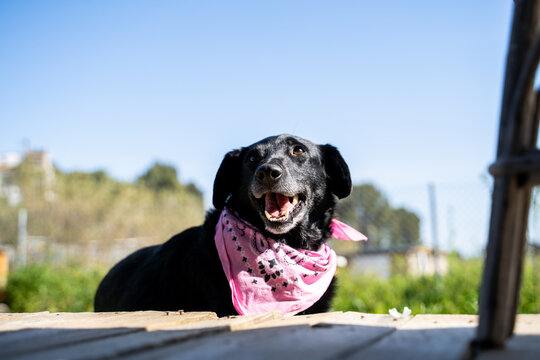 Portrait of happy dog laying on sunny deck
