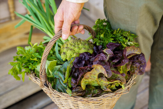 Close-up of Man holding veggies basket from the garden