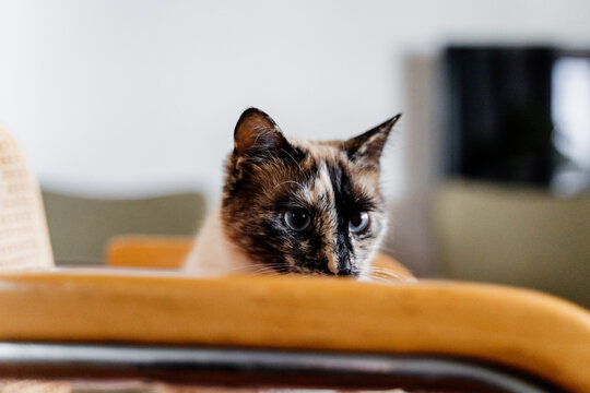 Candid portrait of cute cat sitting on chair at home looking away