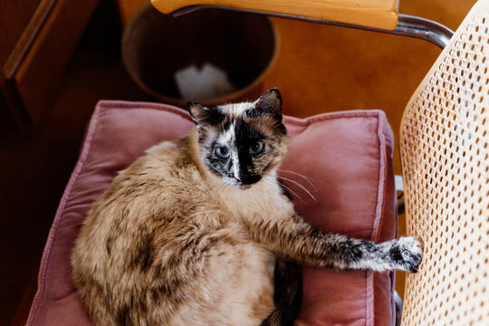 Candid portrait of cute cat sitting on chair at home looking at camera