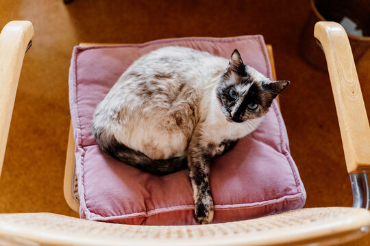 Candid portrait of relaxed cute cat sitting on chair at home