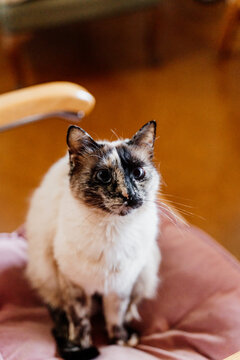 Candid portrait of cute cat sitting on chair at home looking up