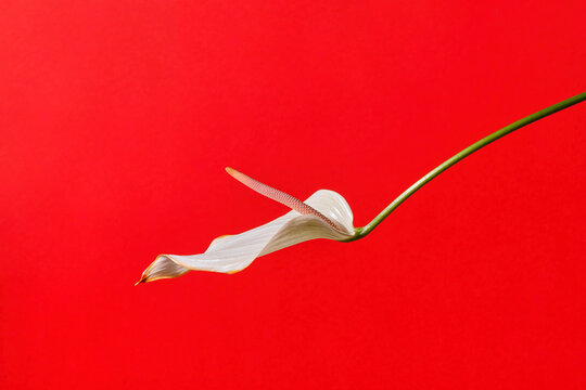 White anthurium flower isolated on red background