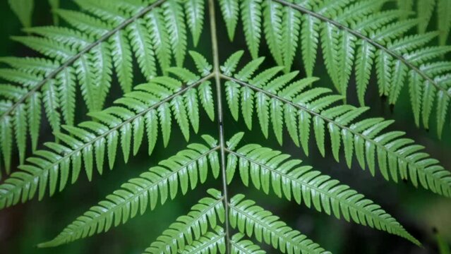 Close up shot of a New Zealand silver fern in a rainforest