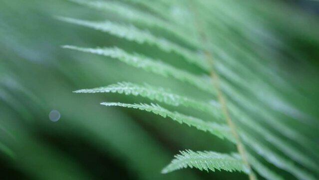 Close up shot of a New Zealand silver fern in a rainforest