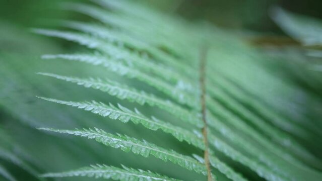 Close up shot of a New Zealand silver fern in a rainforest