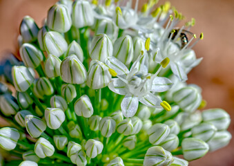 Flowers of the Allium Cepa, or common Garden Onion.