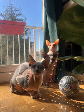 Three hairless cats sitting over the window with disco ball