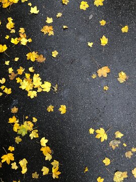 Yellow leaves on the black background
