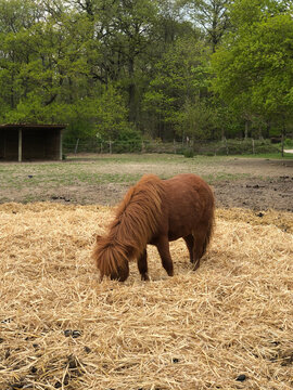 Pony eats hay