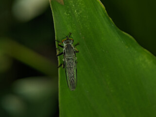 Robber flies on a green leaf. Ommatius is a genus of robber flies. 