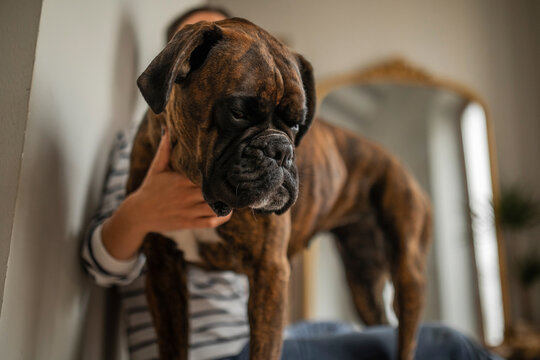 Boxer breed dog with his owner at home