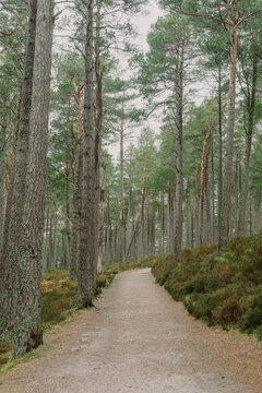 Pine tree forest trail