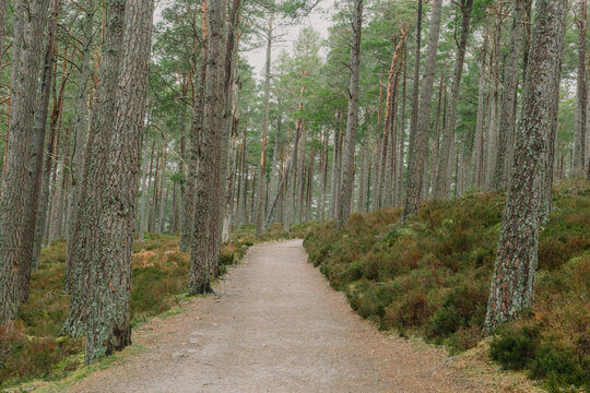 Pine tree forest trail