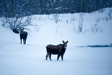 Fototapeta na wymiar Alaskan Moose