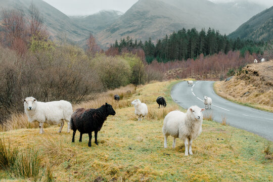Sheep herd at Glen Nevis, Scotland