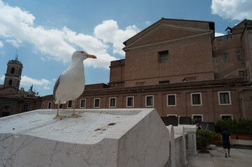 イタリアのカモメ