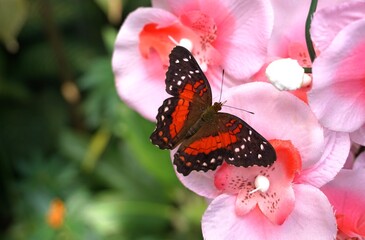 Fototapeta na wymiar Red butterfly