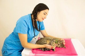 beautiful young female veterinarian in blue uniform and stethoscope checking up kitten in veterinary medical consultation