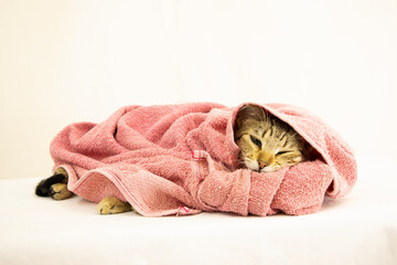 adorable baby kitten wrapped in pink blankets