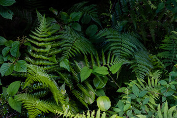 Green plants growing in the shade of the forest