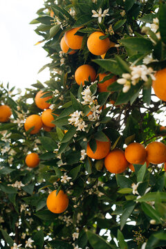 orange tree in blossom, flowers and fruits