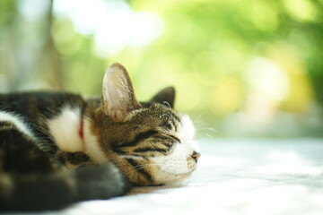 A tabby cat relaxing against the background of fresh green