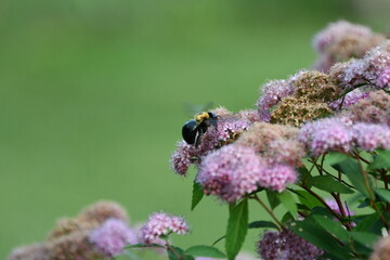 Bumble Bee on a Purple Flower