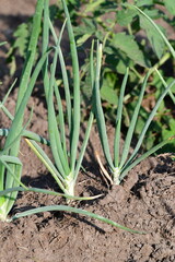 Onion Plants in a Vegetable Garden