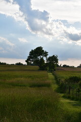 Path in a Farm Field Leading to a Lone Tree Under a Cloudy Sky