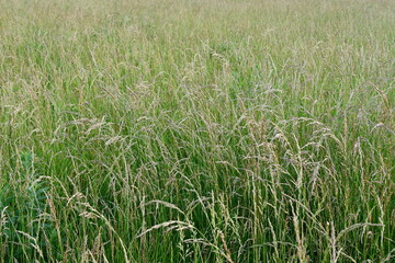 Grass in a Farm Field