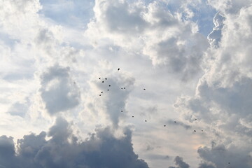 Birds Flying In Bright White Clouds
