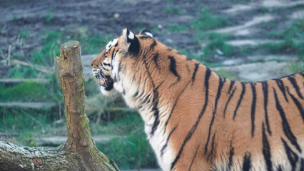 Siberian Tiger Amurtiger in Hanover Germany